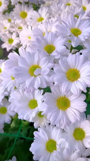 FB_IMG_17130199568631794