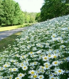 FB_IMG_17133432049973721