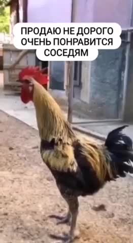 Продам___недорого