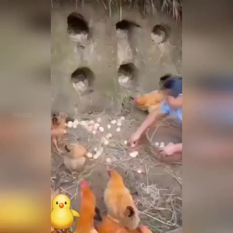 птичий_двор