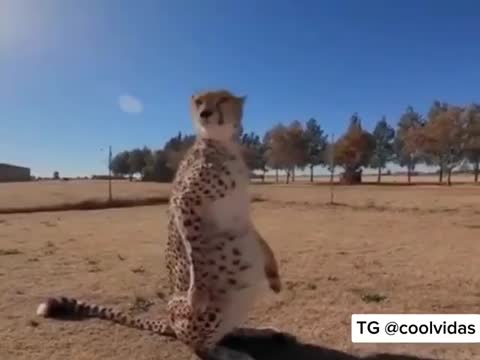 Гепард_вырос_с_сурикатами