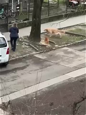 Боевой_кошара