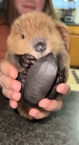 VID_20240419_110712_098