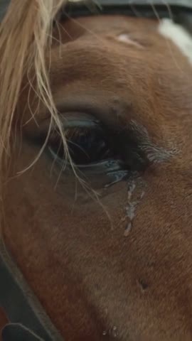 VID_20240423_002519_974