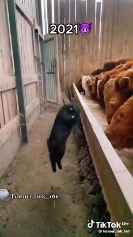 video-6cfe4fc98b0761be9f2c032d3170fadd-V