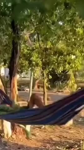 Незабываемый сон