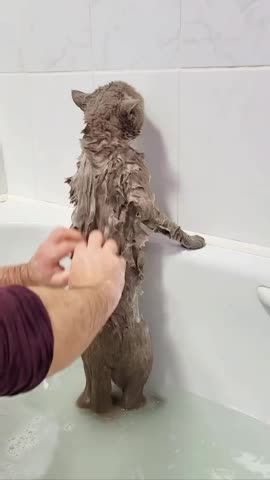 Говорящий котик