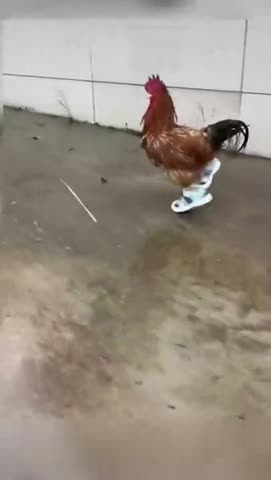 петух_в_кроссах