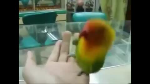 попугай_увидел_секс