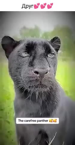 кошечка_друг
