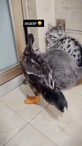 котэ_и_утка