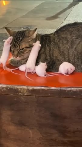 -Мышки-и-Кот-