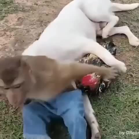 кореша_вы_мои_кореша