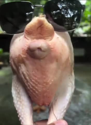 курочка_ммм