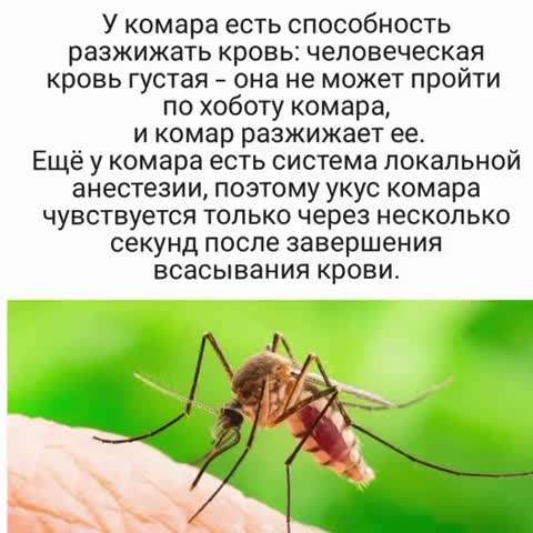 -Факты-Комарик-