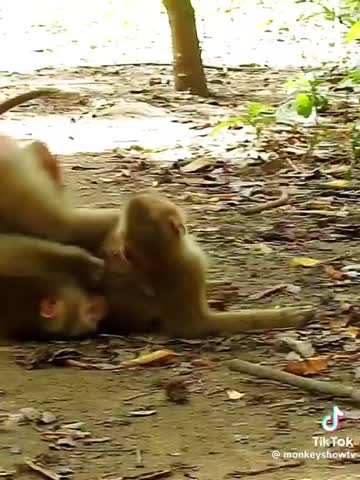 трах_тибидох