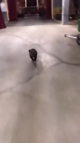 медвежонок