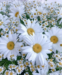 FB_IMG_17189816003877934