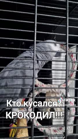 Кто кусался