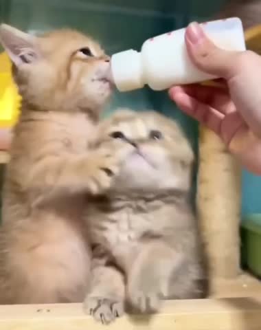 video-fffc524fc748ff134e5930a5dbe70b1d-V