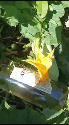 кабачки_выросли