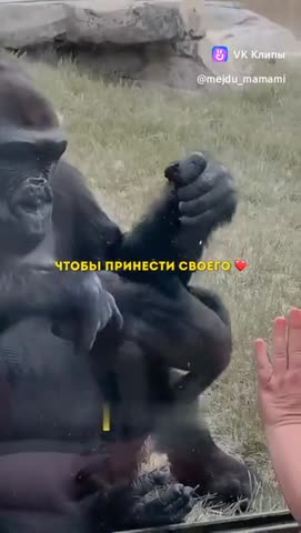 хвастаються