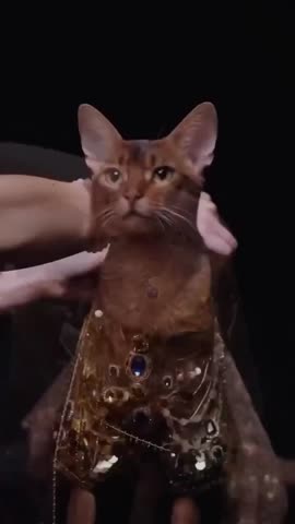 VID_20240707_164636_983