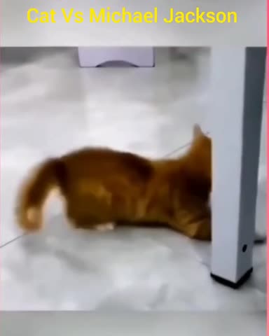 Кот Джексон