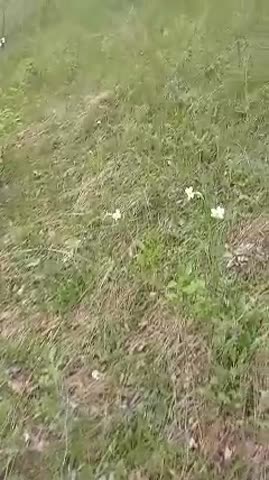 Полянка нарциссы