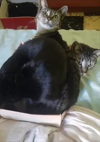 -В-тесноте-не-в-обиде-