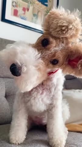 Прикольные_собаки