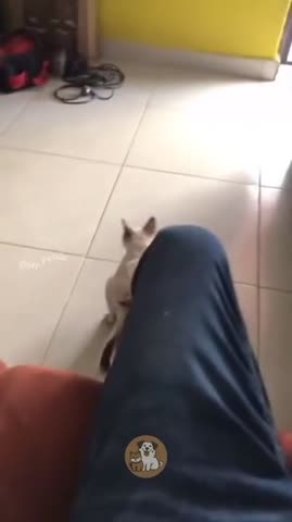 Согрешила_с_кроликом