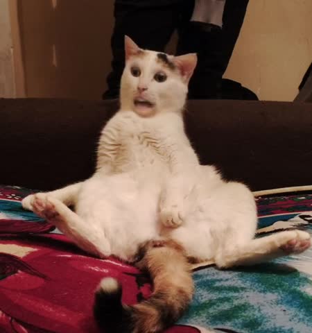 2_5409001616953066499