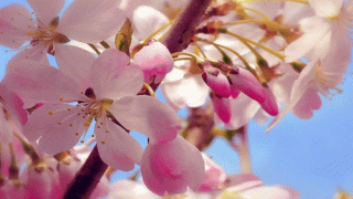 Yablonevy_tsvet