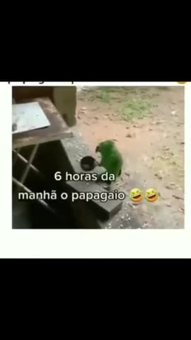 стиль_попугай