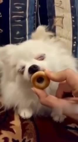 собака_облизывает_бублик_так_кусно