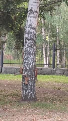 -Танец-Белок-