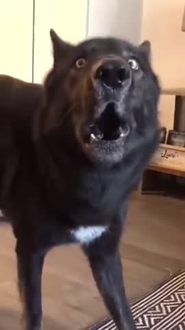 Джэк_в_шоке???умора???