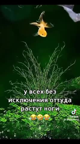 Главный орган у человека
