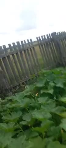 Сябры и Буслы