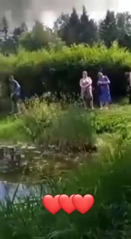 Лебеди
