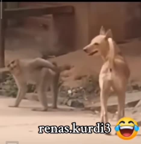 VID_20240814_112638_947