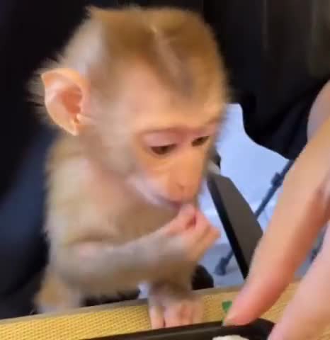 кушать_хоца