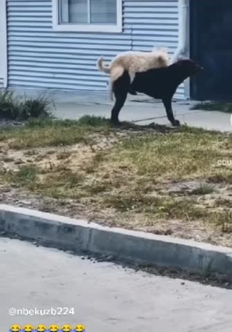 VID_20240819_234956_187