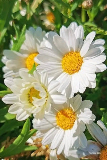 FB_IMG_17242331490596980