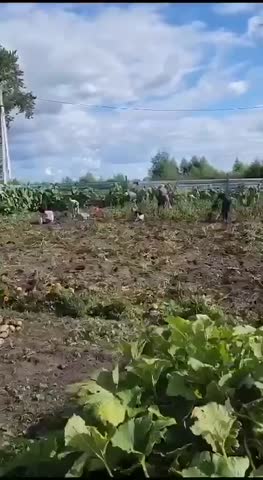 Копаем дружно теще картошку