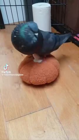 VID_20240821_070313_374