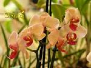 images-20