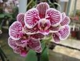 images-21