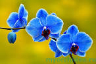 images-22